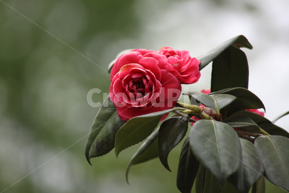 동백나무,꽃,봄,camellia,commoncamellia,동백꽃,Camelliajaponica