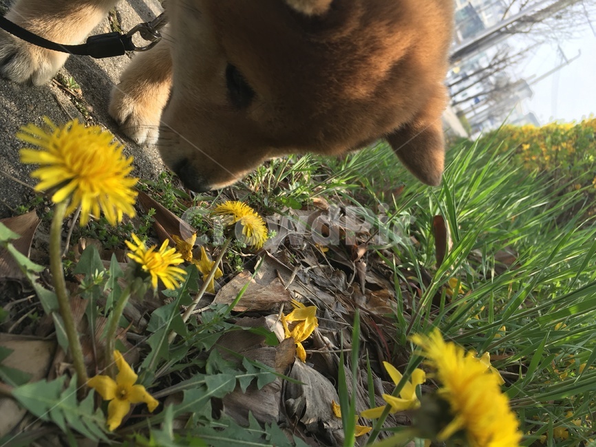 시바견,아기시바견,산책,꽃놀이,꽃향기,동물,animal,포유류,mammal,개,강아지,dog,doggy