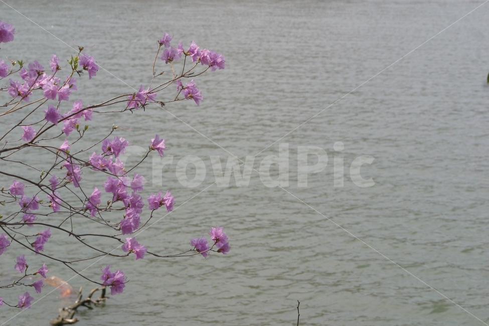 진달래,강,봄,식물,분홍,봄,계절,spring,season,식물,자연,plants,nature,꽃,flower,plant