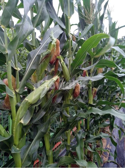 옥수수,옥수수밭,옥수수재배,곡식,곡물,곡류,곡식,cereals,농업,농사,agriculture,farming,farming industry
