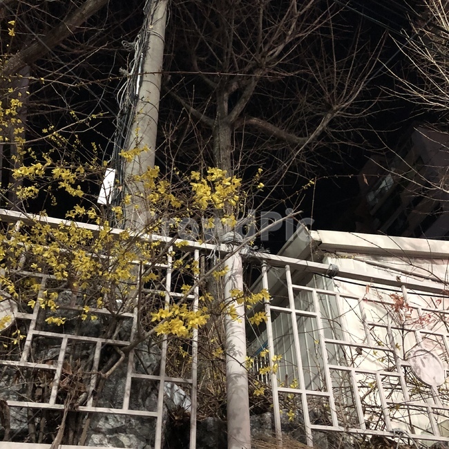 개나리,담장,꽃,봄,노란꽃,노랑,저녁,저녁풍경