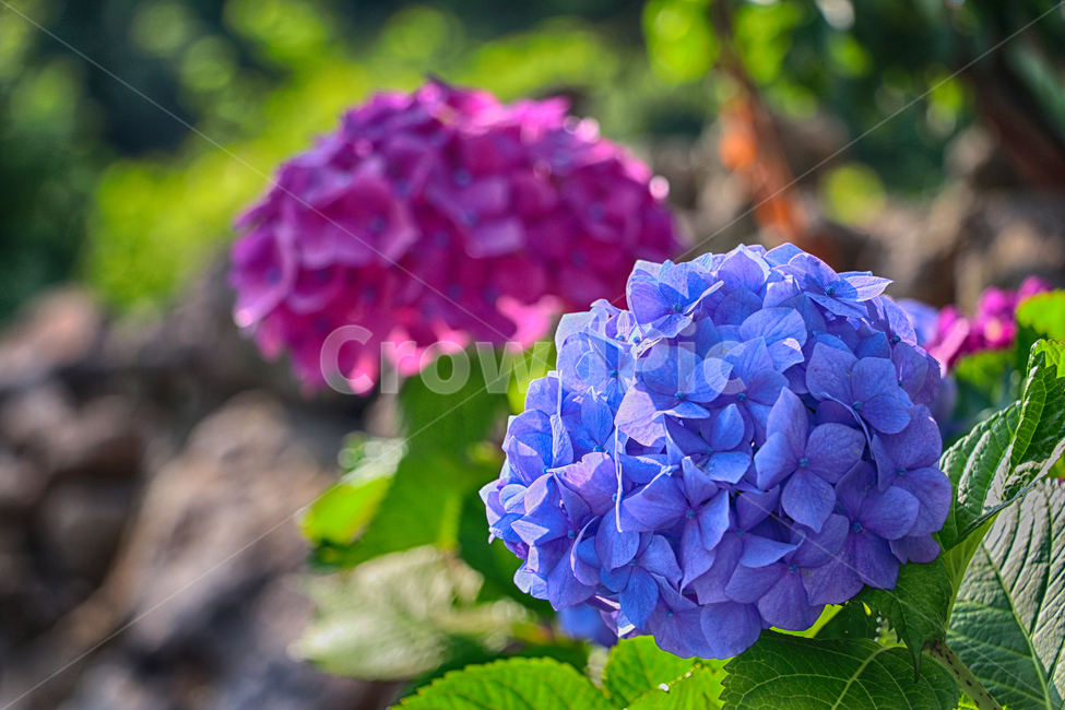 수국,flower,꽃,plant,식물,blossom,제라늄,식물,자연,plants,nature,꽃,flower