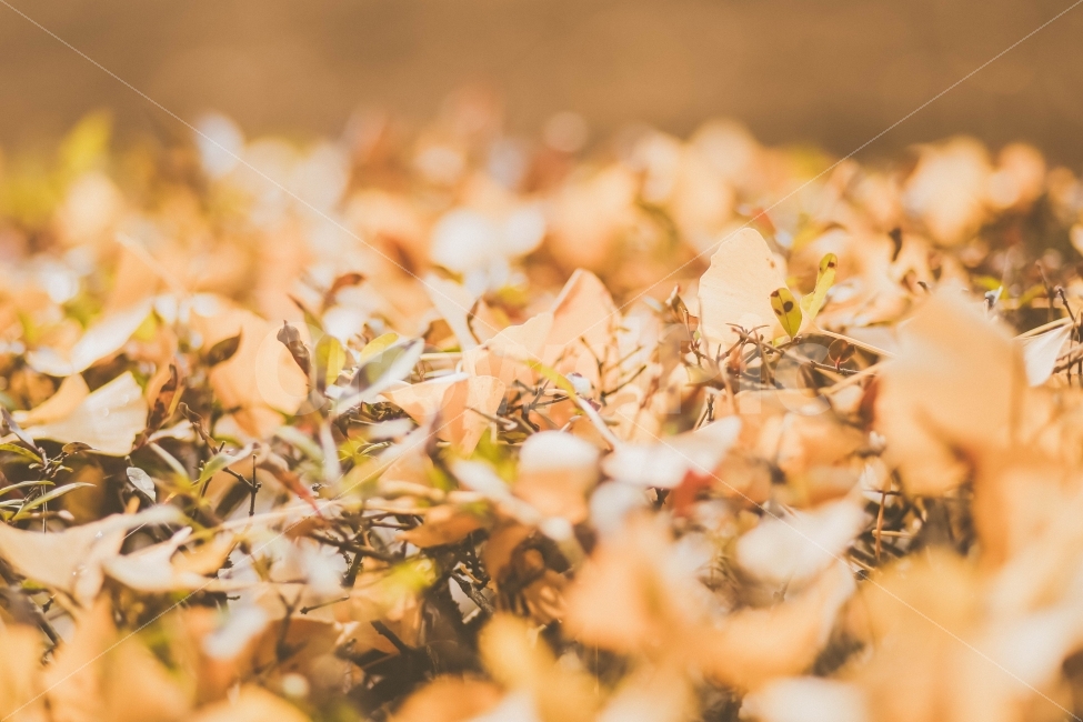 	은행나무,단풍,가을,노랑색,나무,자연,가을,계절,fall,autumn,season,식물,자연,plants,nature,감성,sensible,feeling,휴식,힐링,rest,relaxation,healing,leaf,잎,plant