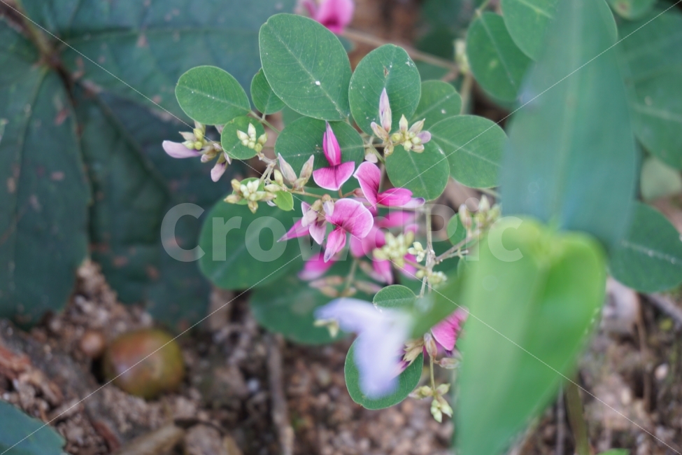꽃,식물,자연,시골,초록,도토리,식물,자연,plants,nature,꽃,flower