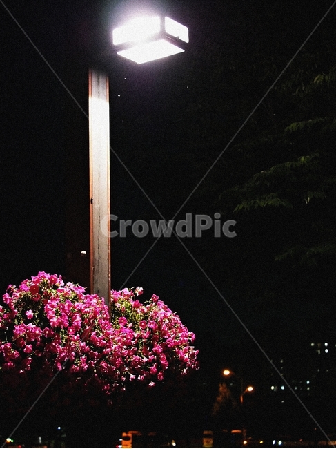 야경,조명,꽃,감성,어두움,야경,밤,풍경,nightscape,night,landscape