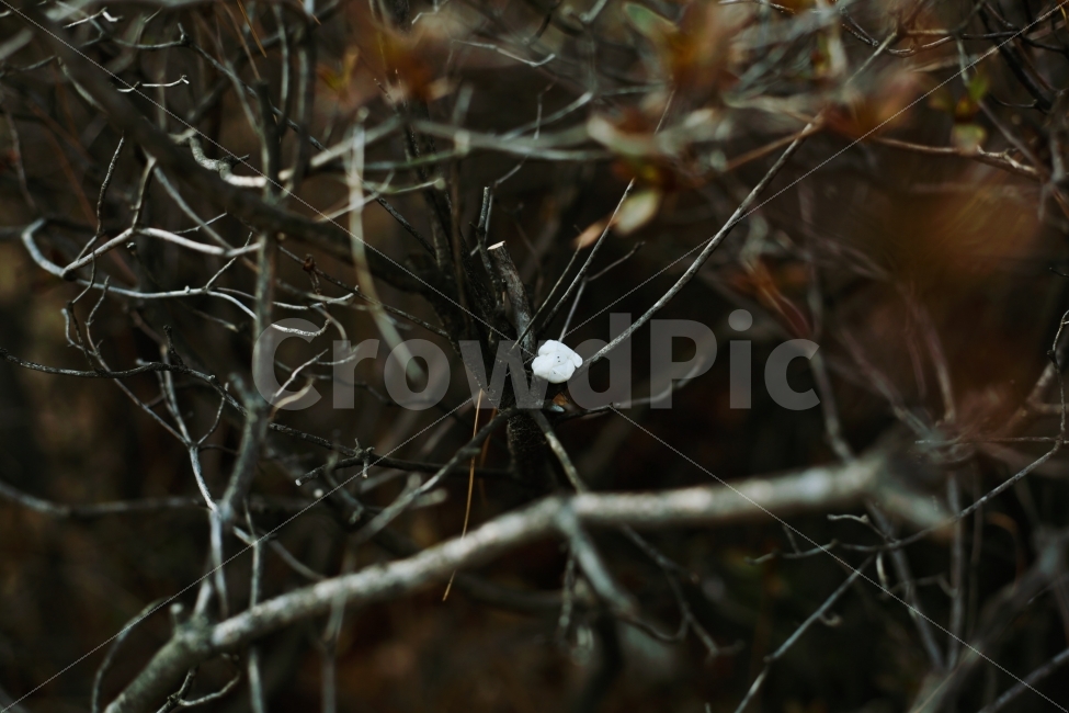 봄,껌,꽃,광화문,지영재,식물,자연,plants,nature