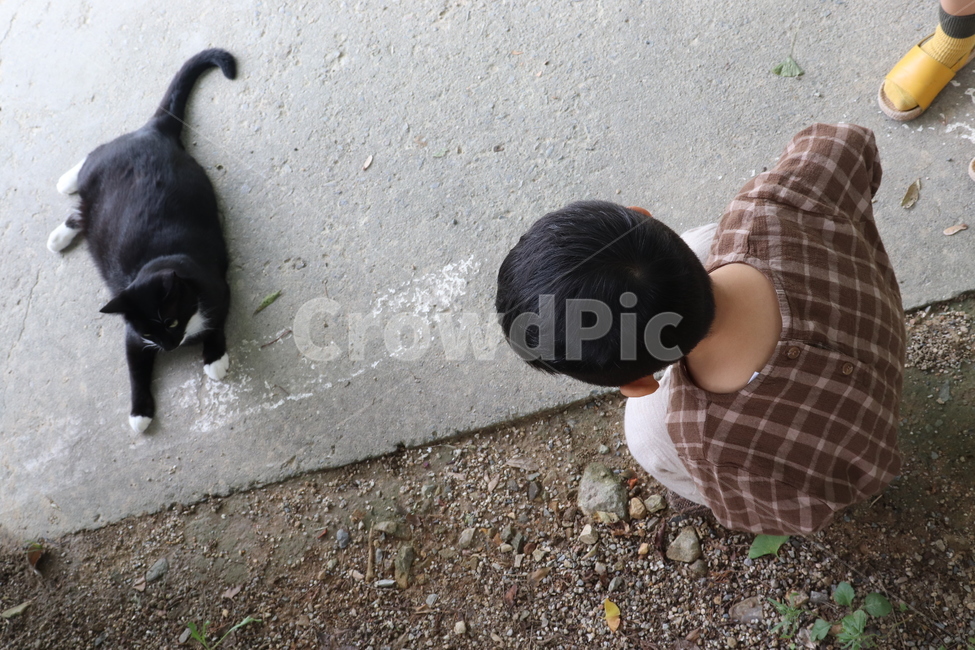 cat,고양이,가을,동물,아이,봄,여행