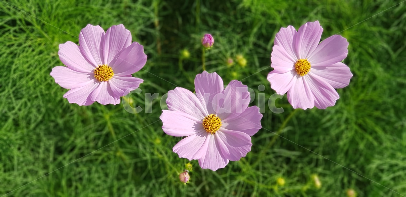 코스모스,꽃,가을,자연,뜰,정원,화단,잎,잎사귀,초록,연두,식물,anemone,blossom,plant,분홍,핑크