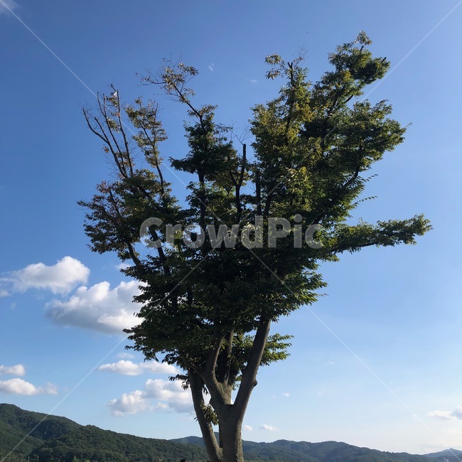 tree,나무,plant,식물,하늘,sky,양평,두물머리,자연,nature,자연,풍경,nature,landscape,tree trunk,나무 줄기