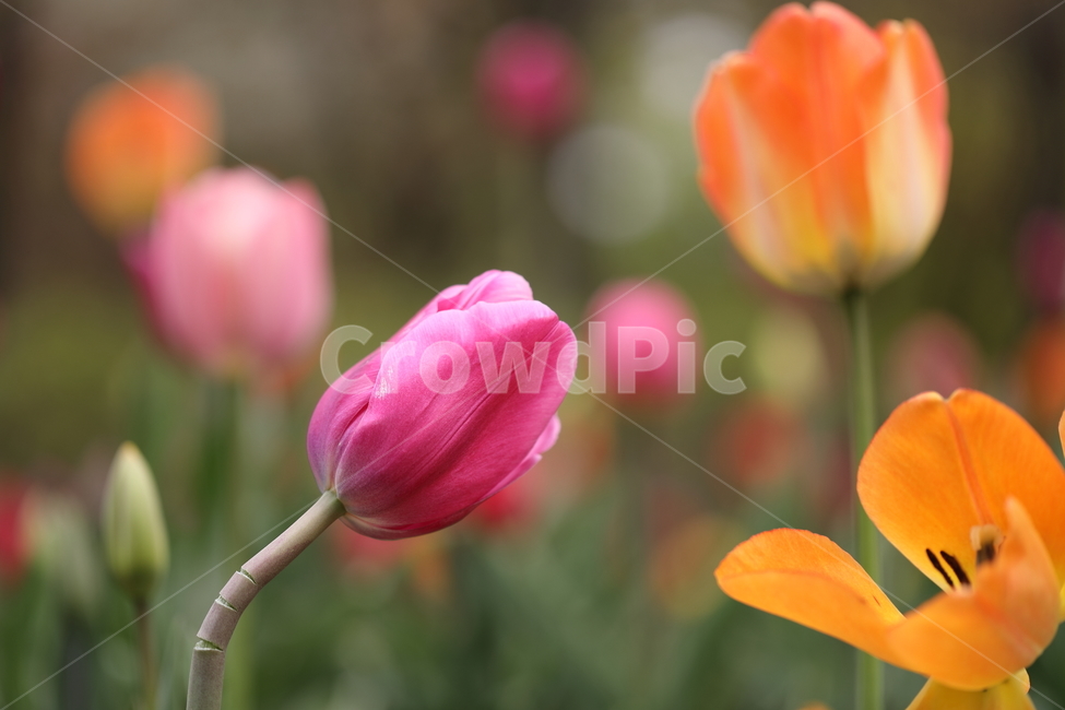꽃,튤립,봄,공원,자연,꽃밭,flower,tulips,spring,park,색깔