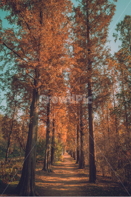 tree,나무,plant,식물,가을,숲,단풍,메타세콰이어,인스타감성사진,감성사진,배경화면,바탕화면,감성,잠금화면,가을,계절,fall,autumn,season,자연,풍경,nature,landscape
