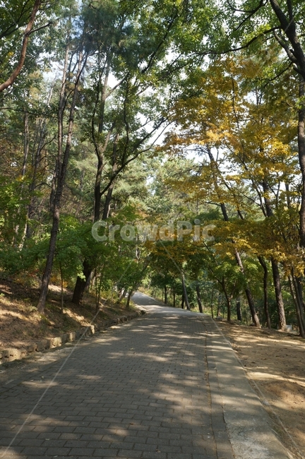 나무,숲,도로,산책,산책길,쉼,걷다,휴식,가을,계절,fall,autumn,season,자연,풍경,nature,landscape,tree,plant,식물,tree trunk,나무 줄기