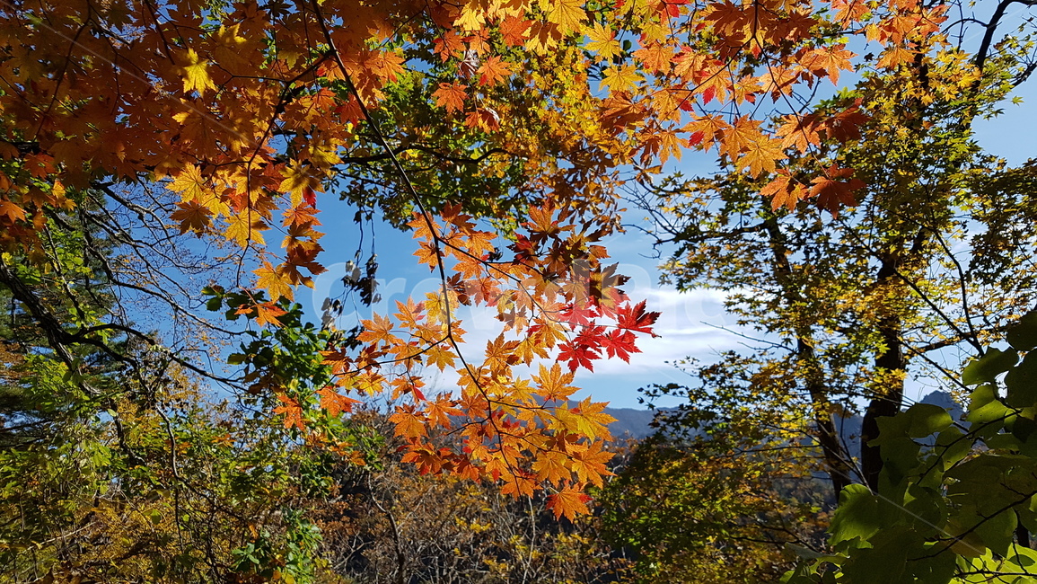 설악산,가을,단풍,국립공원,용아장성,가을,계절,fall,autumn,season,plant,식물,leaf,잎,tree,나무,maple