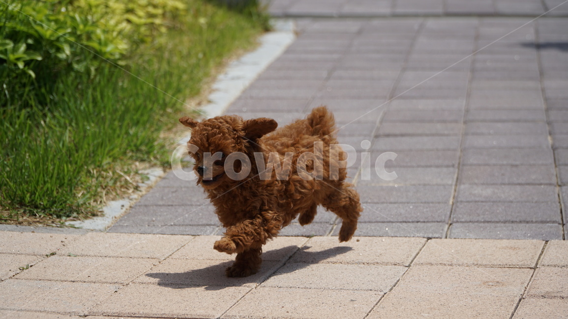 pet,dog,개,animal,동물,강아지,푸들,반려견,반려,애완,댕댕이,꼬물이,동물,animal,포유류,mammal,개,강아지,dog,doggy