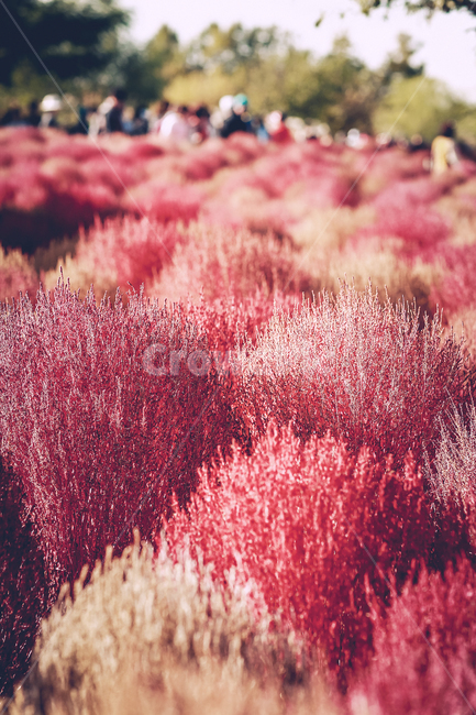 공원,감성,핑크,뮬리,핑크뮬리,산책,가을,계절,fall,autumn,season