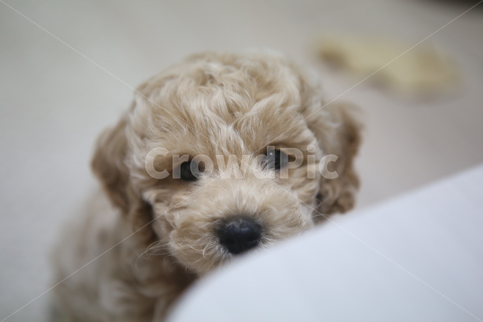 반려동물,새끼강아지,강아지,믹스견,하이브리드견,푸숑,비숑,푸들,아기강아지,반려견,애완견애견,도그,동물,animal,개,dog,doggy,포유류,동물,animal,포유류,mammal,개,강아지,dog,doggy