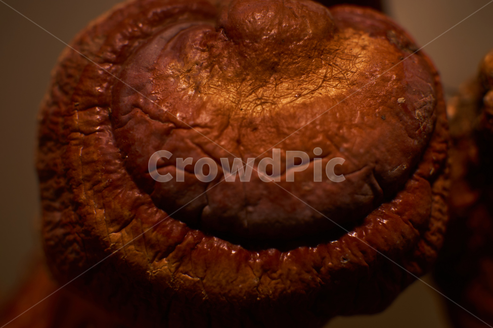 약재,한약,버섯,영지,접사,식물,운지,나무,자연,nature,버섯,mushroom