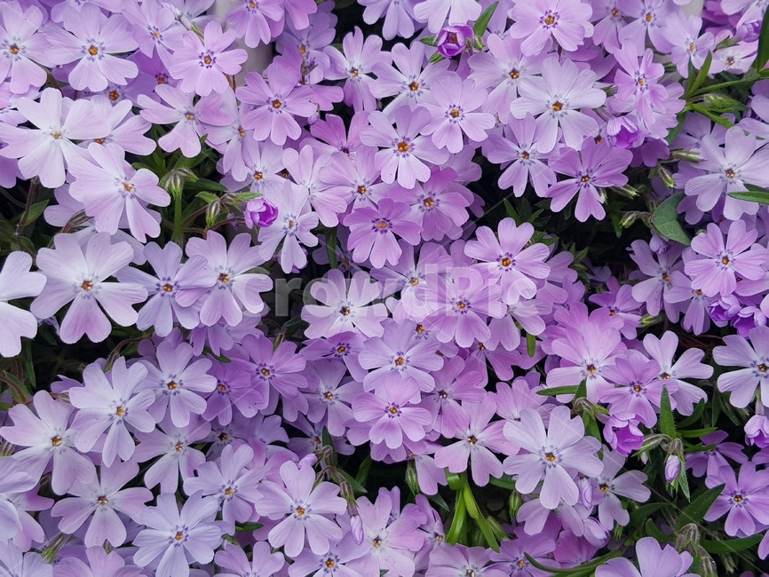 봄,꽃,연보라색,작은꽃,꽃잔디,식물,자연,plants,nature,꽃,flower