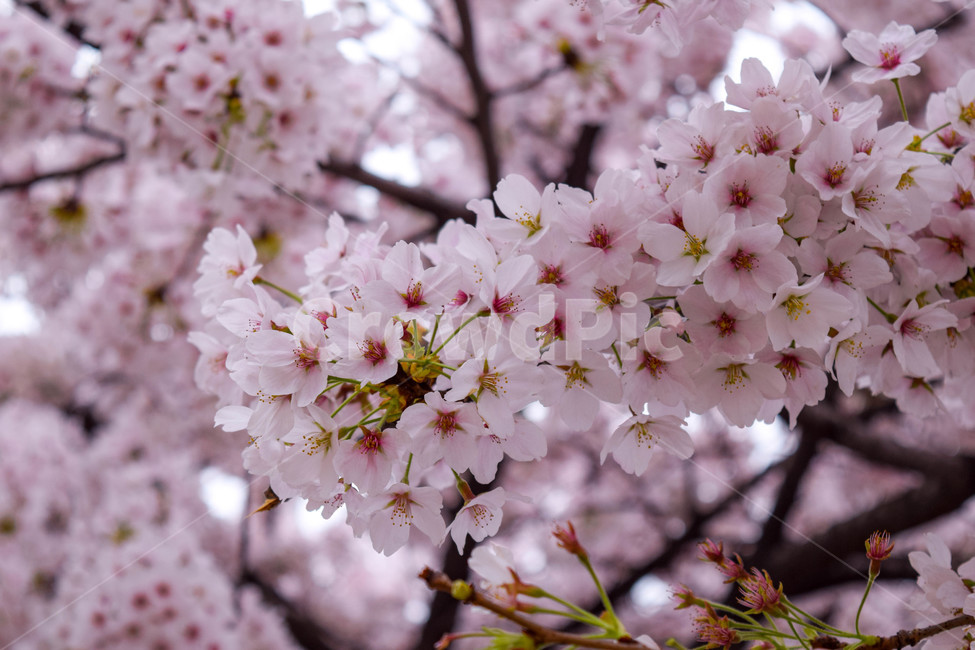 벚꽃,꽃,봄,체리블라썸,cherryblossom,봄,계절,spring,season,꽃,flower,plant,식물,blossom,cherry blossom