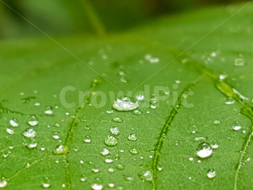 잎,물방울,비,이슬,식물,식물,자연,plants,nature