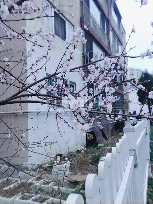 울타리,벚꽃,길,옥외,야외
