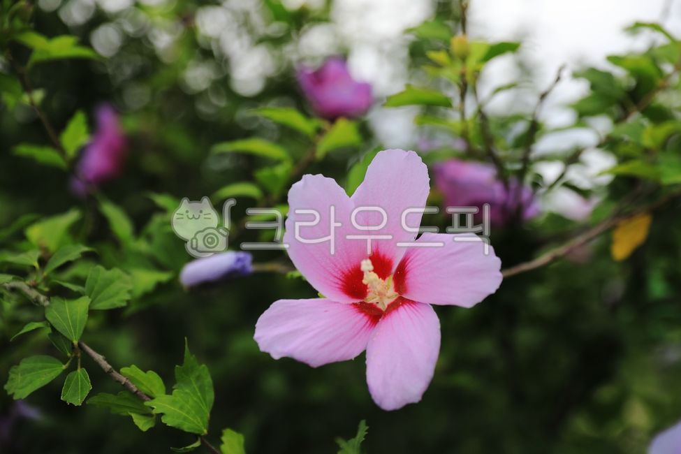 무궁화,우리나라꽃,대한민국,한국,무궁화꽃,roseofsharon,flower,식물,꽃나무,분홍,여름,논두렁,논,시골,옥외,자연,korea,꽃잎,초록,들판