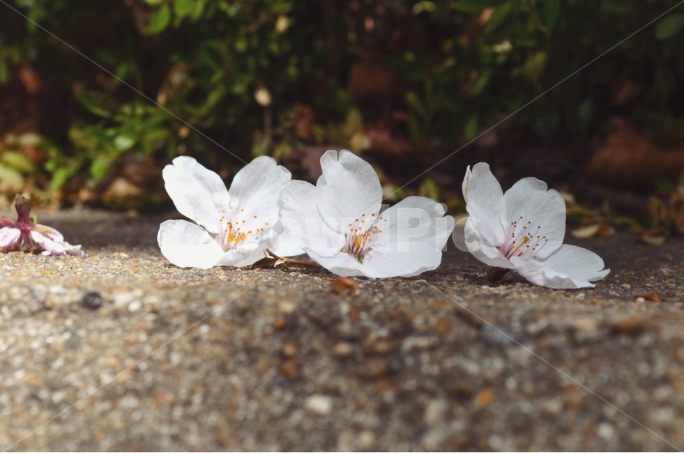벚꽃,꽃송이,꽃,햇살,햇빛,3송이,봄,계절,spring,season,식물,자연,plants,nature,꽃,flower,plant,geranium,제라늄,blossom