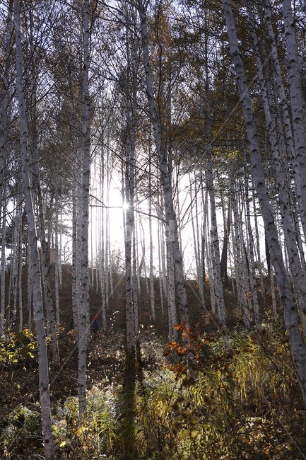자작나무,숲,원대리,나무,tree,birch,forest,자연,풍경,nature,landscape,plant,식물