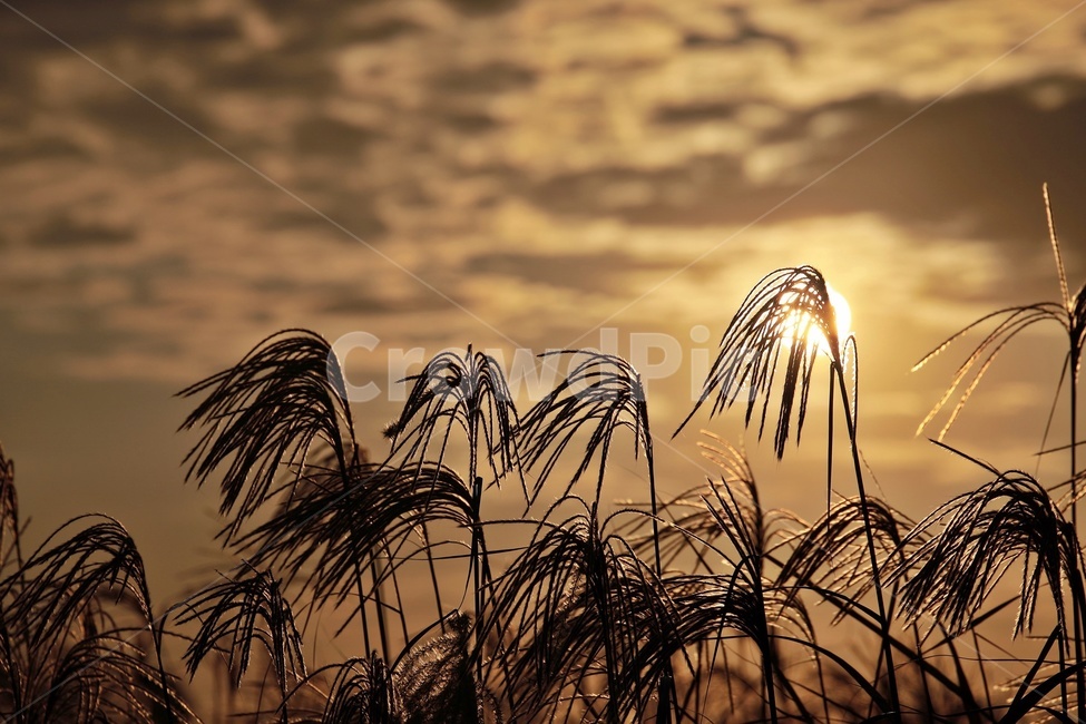 갈대,공원,하늘,구름,reed,park,sky,그림자,실루엣,silhouette,sunset,가을,계절,fall,autumn,season,식물,자연,plants,nature,grass,잔디,plant