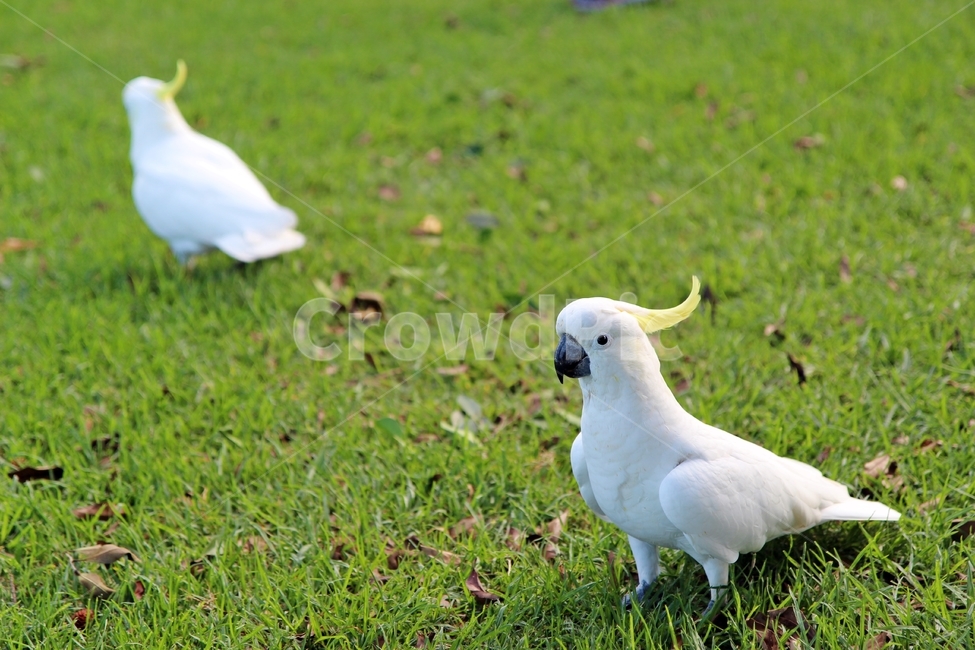 앵무새,parrot,코카투,cockatoo,whitecockatoo,동물,animal,조류,새,birds