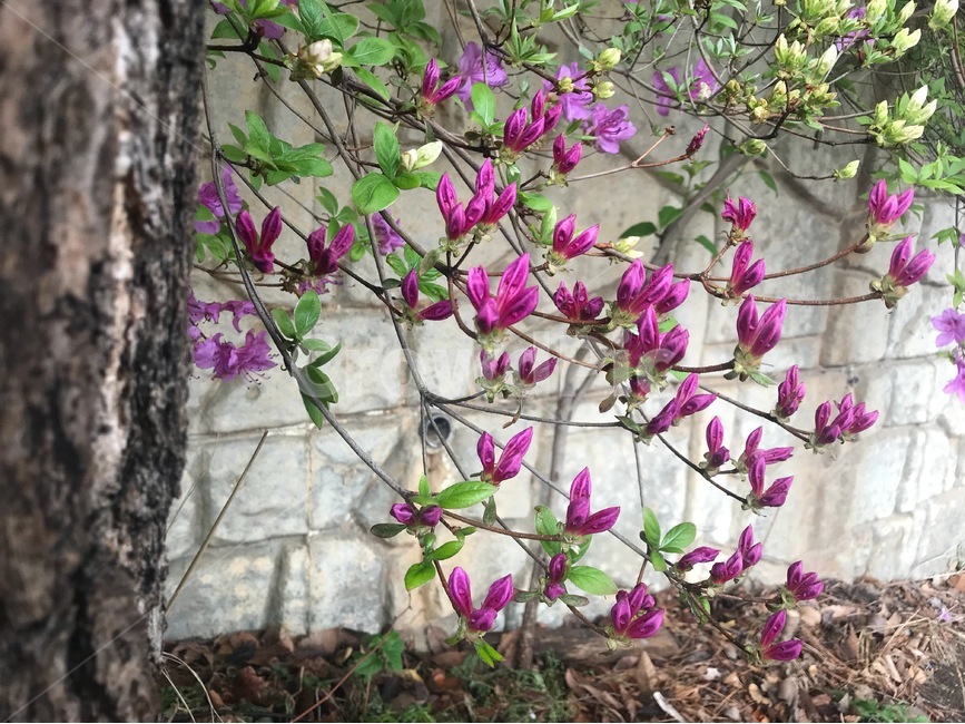 꽃,봄,보라색,자연,맑음,flower,spring,Purple,Nature,snuuy,봄,계절,spring,season,식물,자연,plants,nature,꽃,flower,plant