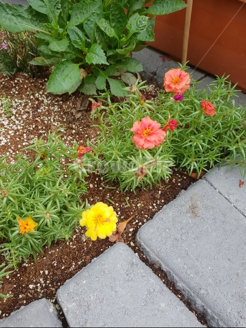꽃,화사한,식물,자연,힐링,햇살,화단,다홍,노랑,식물,자연,plants,nature,꽃,flower