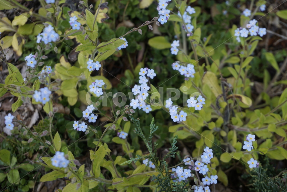 꽃,봄,식물,햇살,자연,식물,자연,plants,nature,꽃,flower