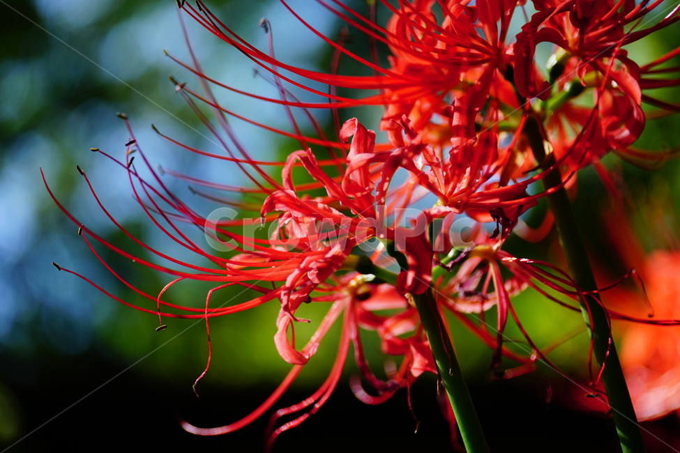 꽃무릇,꽃,식물,플라워,flower,자연,nature,plants,9월,가을,fall,autumn,september,꽃밭,화단,closeup,접사,매크로,마크로,macro,꽃사진,가을꽃,식물,자연,plants,nature,꽃,flower