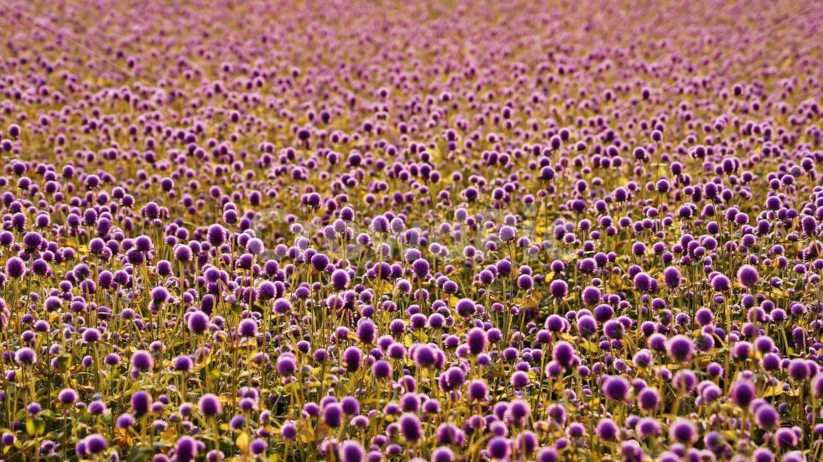 천일홍,꽃축제,꽃길,식물,자연,식물,자연,plants,nature,꽃,flower