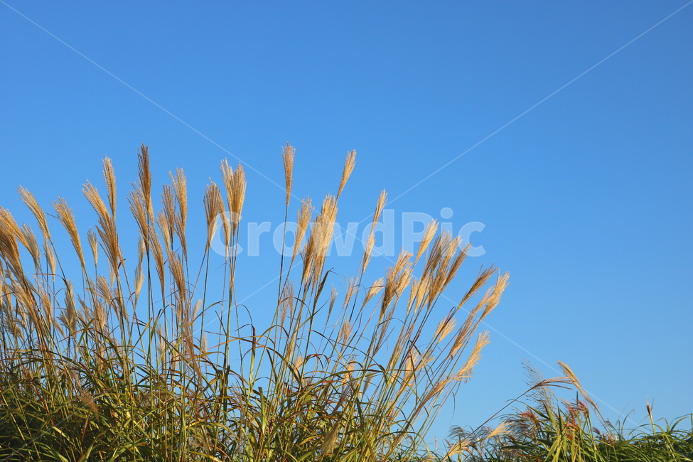 억새,억새풀,식물,자연,가을,벼과,가을,계절,fall,autumn,season,grass,잔디,plant,lawn