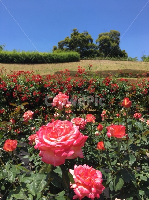 울산,장미,장미축제,꽃,꽃접사,식물,자연,plants,nature,꽃,flower