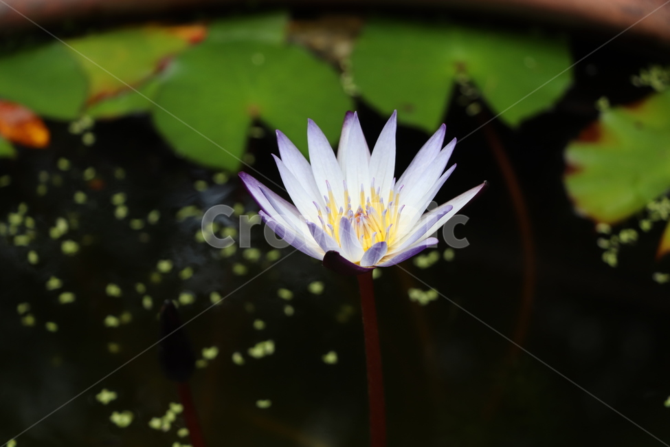 plant,식물,blossom,꽃,flower,꽃,flower