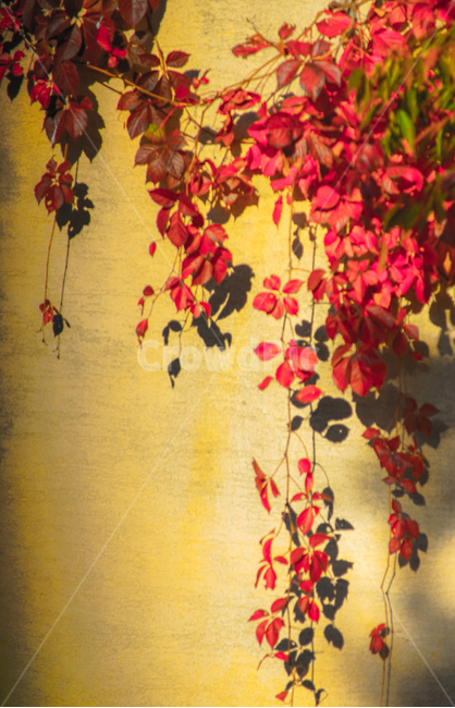 가을,단풍,추색,계절,자연,넝쿨,식물,가을,계절,fall,autumn,season