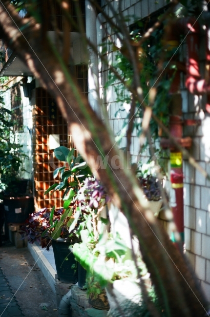 화분,빛,햇살,정겨운,생명,살아있는,신선한,자연,초록색,건강한,감성사진,필름사진,바닥,오래된,집,plant,tree,green,nature,warm,sensitive,film,fresh,health,cozy,식물,자연,plants,nature,감성,sensible,feeling