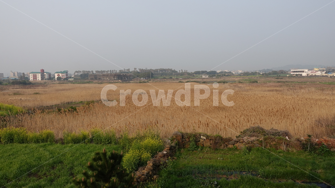 제주,제주도,풍경,nature,jeju,jejuisland,field,outdoors,landscape,scenery,경치,brown,갈색,돌담