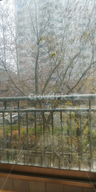 봄꽃,봄,새순,새싹,휴가,주말,집순이,햇살,주말아침