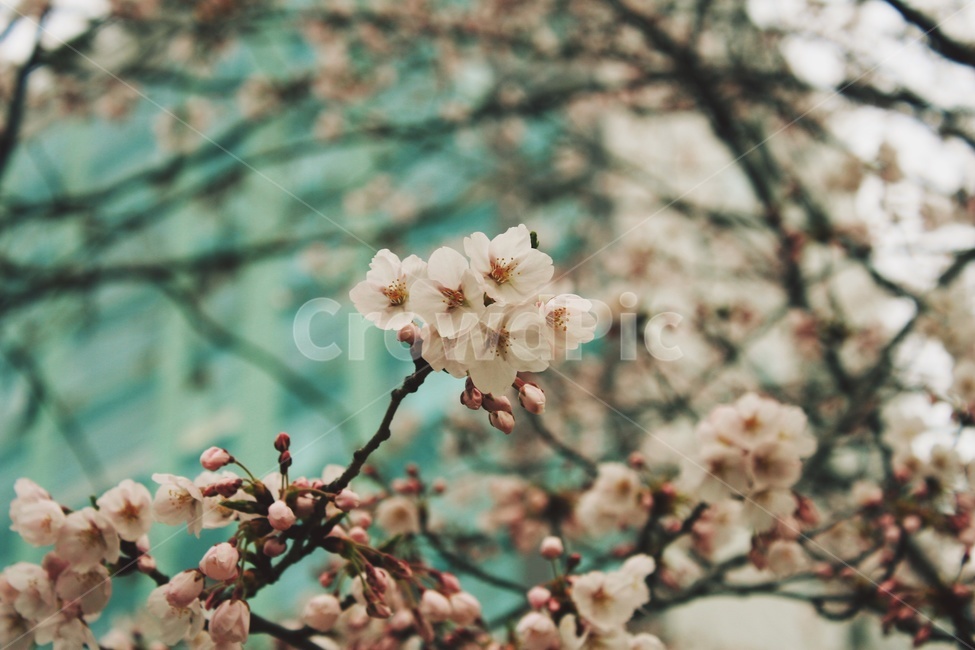 plant,식물,blossom,꽃,flower,식물,자연,plants,nature,꽃,flower