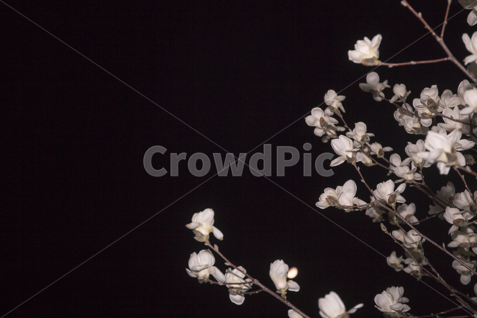 목련,밤,봄,백목련,감성,봄,계절,spring,season,야경,밤,풍경,nightscape,night,landscape,식물,자연,plants,nature,꽃,flower,plant,blossom