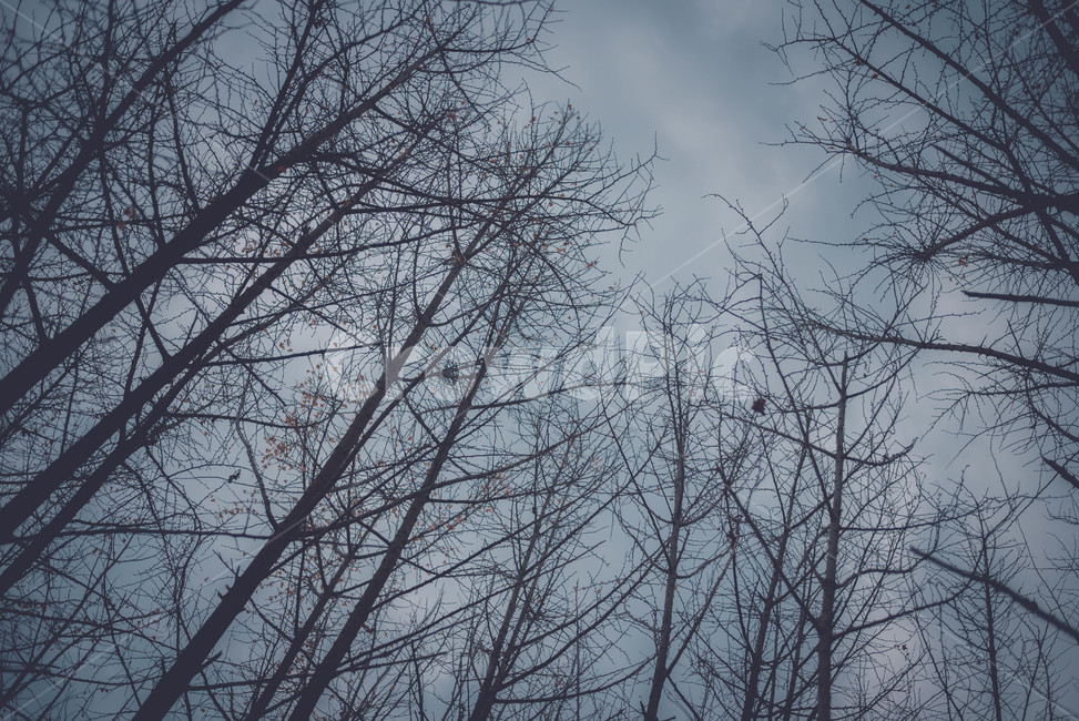 은행나무,나무가지,식물,plant,나무,겨울나무,식물,자연,plants,nature,나무,trees,wood