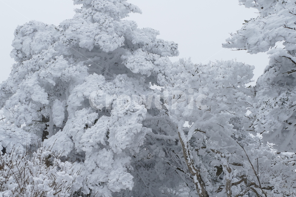 한라산,겨울산,설산,눈내린산,눈꽃,겨울,계절,winter,season,자연,풍경,nature,landscape,outdoors,옥외,snow,눈