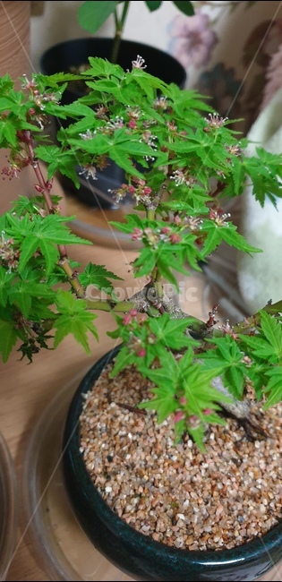 사자두단풍,초록,분재,봄,취미,식물,자연,plants,nature