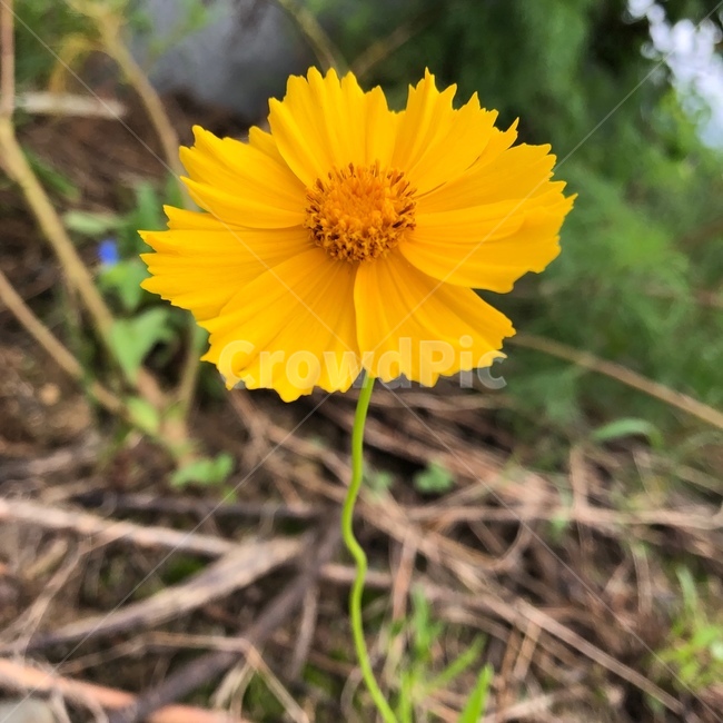 plant,식물,금계국,flower,꽃