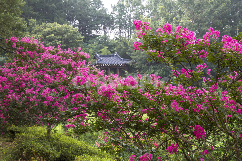 풍경,여름,식물,꽃,배롱나무,배롱나무꽃,백일홍,명옥헌,명옥헌원림,제각,연못,낙화,꽃잎,여름꽃,숲,자연,계절,season,summer,nature,landscape,담양