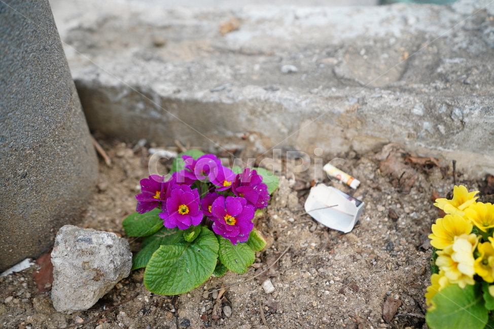 봄,감성,느낌,계절,생명,생물,식물,잎,자연,식물,자연,plants,nature,꽃,flower